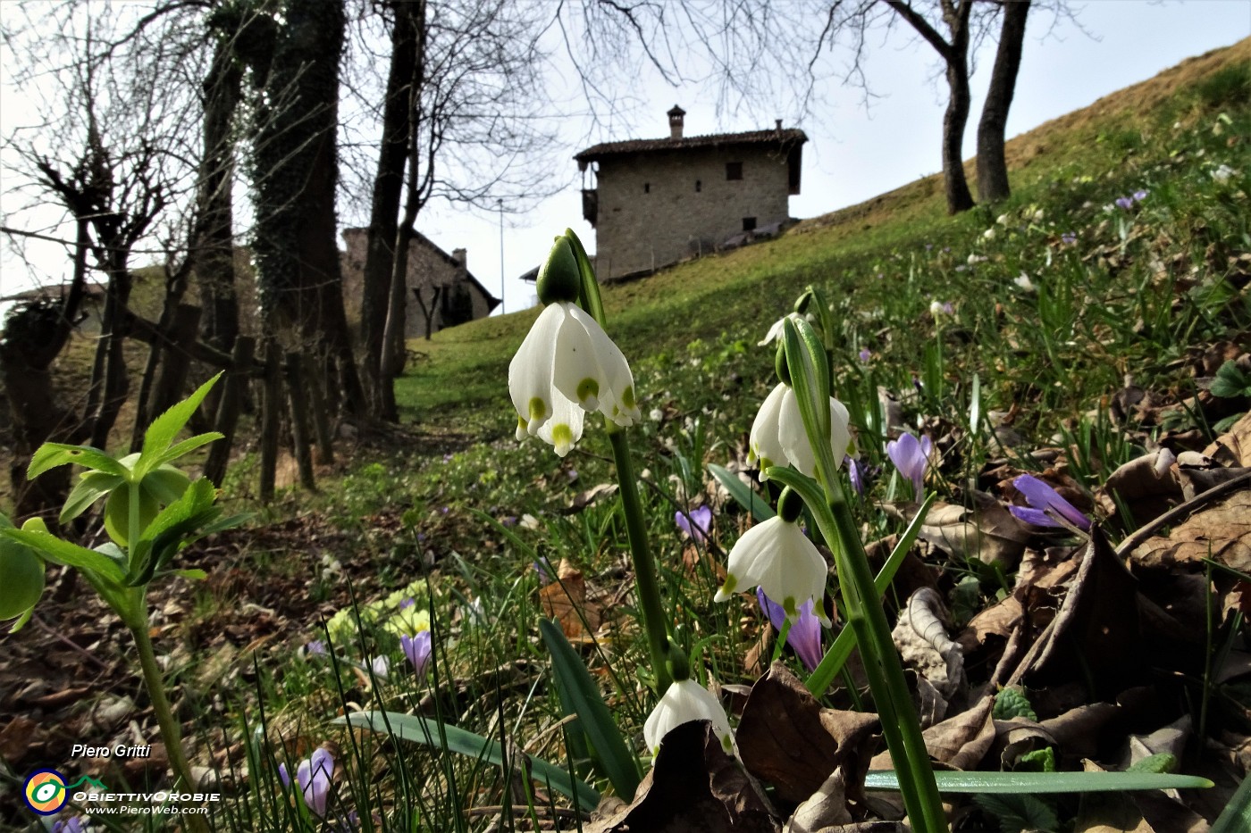 38 Fiori di Campanella - Leucojum.JPG